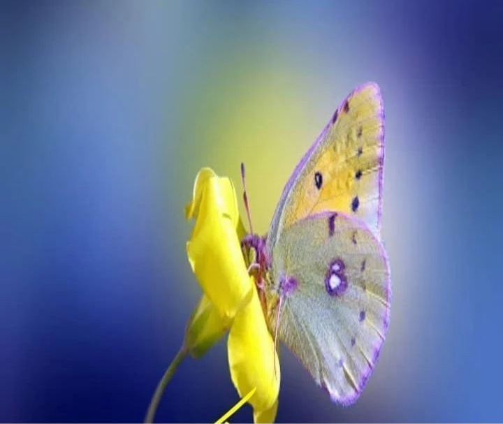 داستانِ"مهرِ گُل" ازمجموعه اشعار"س ن روشن"